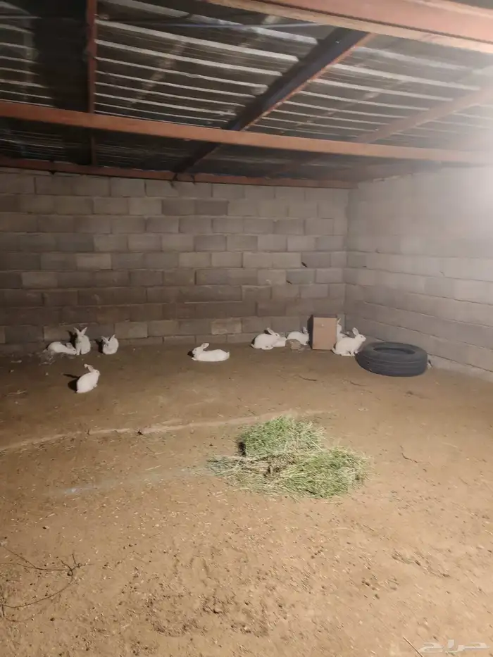 ارانب للبيع العدد 14 ذكر وانثى 1