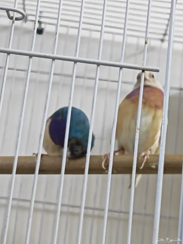 قولدن فينش ازرق 0