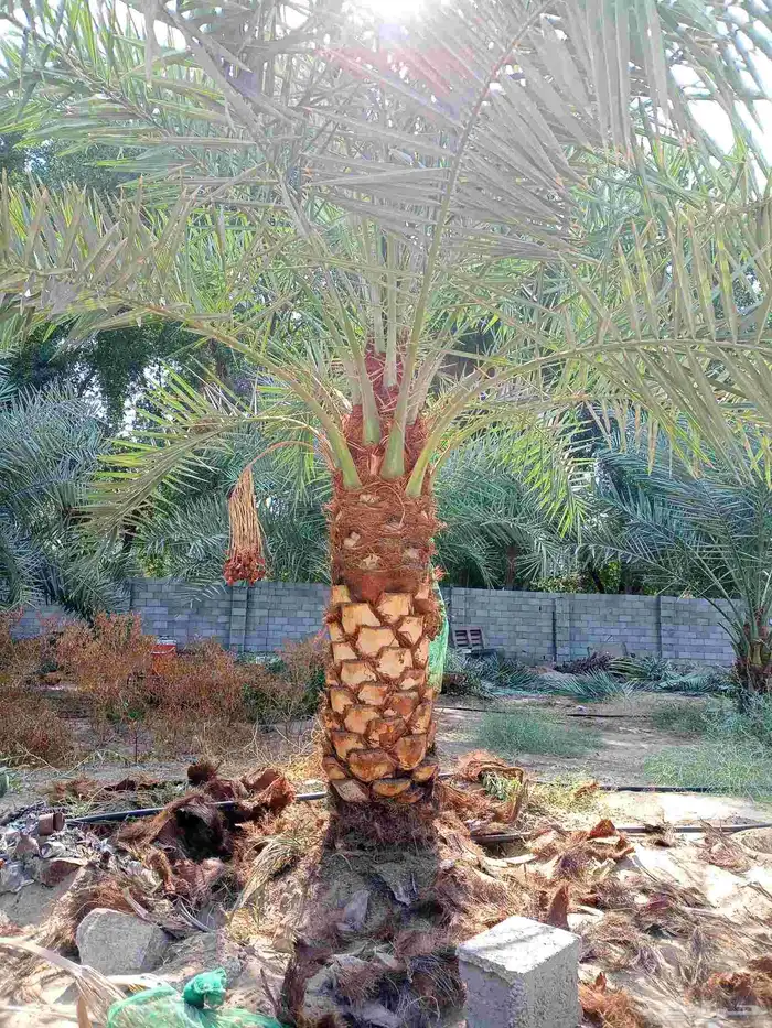 جثايث وفسايل للبيع متواجدة 4