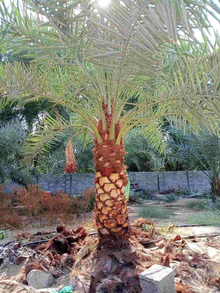 جثايث وفسايل للبيع متواجدة 5