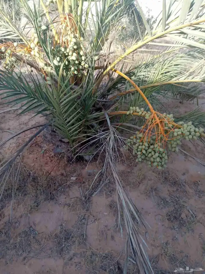 فروخ مثمرة للبيع صقعي مطوق احمر 4