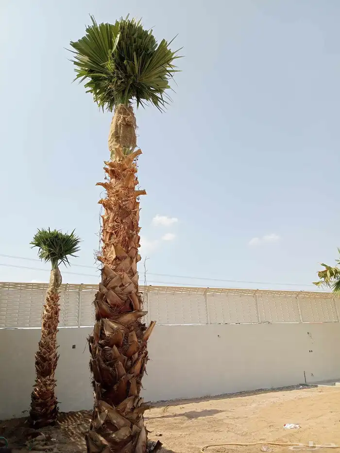 جثايث وفسايل للبيع متواجدة 8