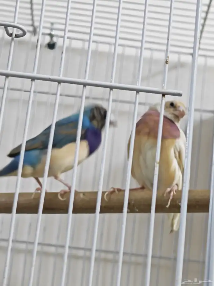 قولدن فينش ازرق 1