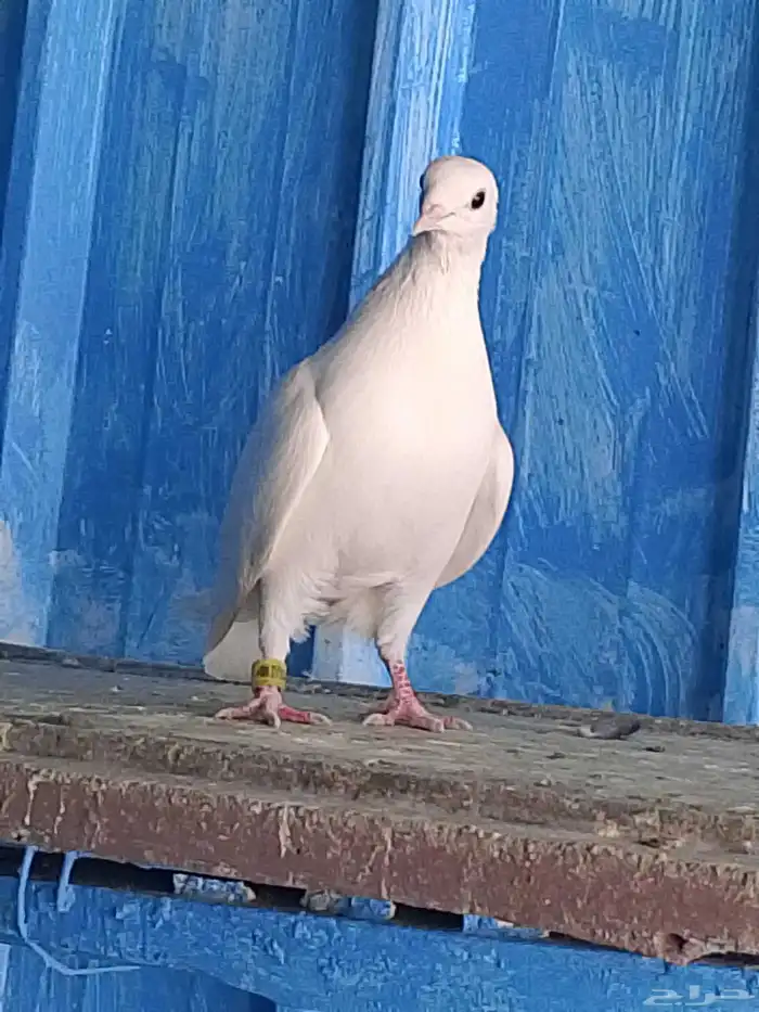 أنثى حمام صنعاني 2