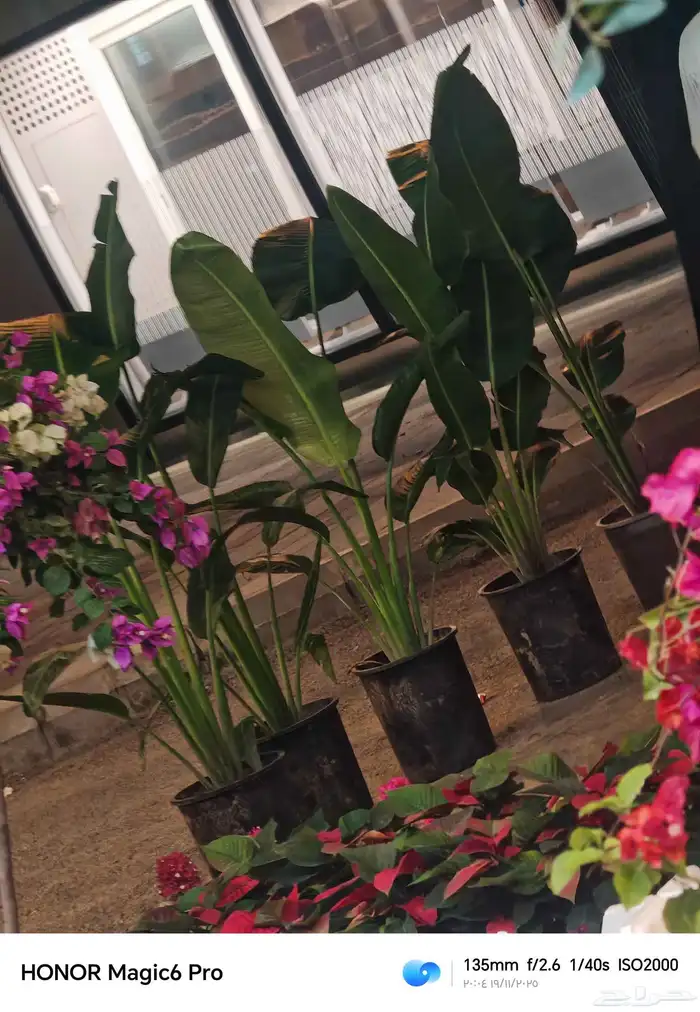 الزراعة الثيل الطبيعي وتركيب شبكات الري العادي والاتوماتيك 2