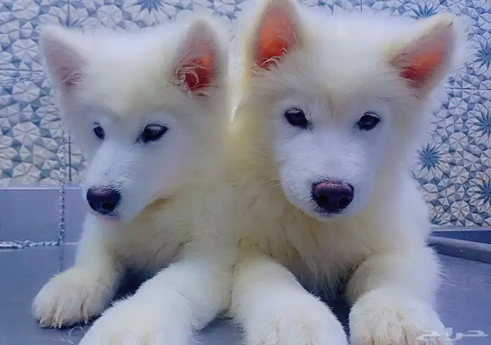 كلاب هاسكي مالموت بيور 2