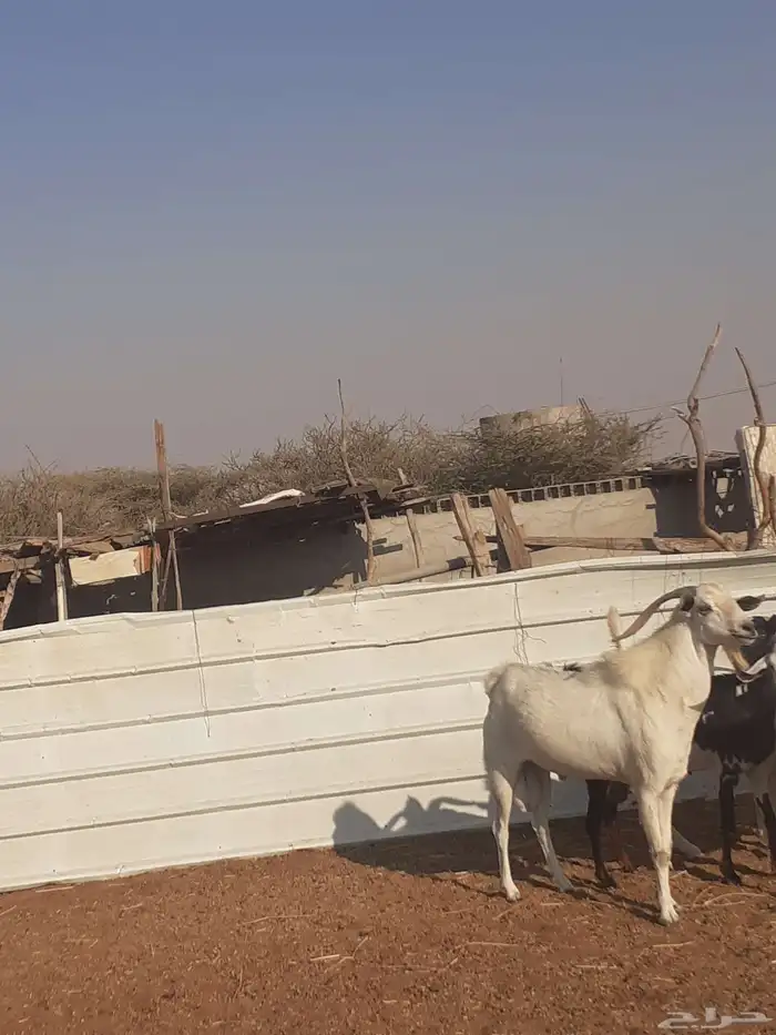 تيس للبيع يضرب سالم من الأمراض 1