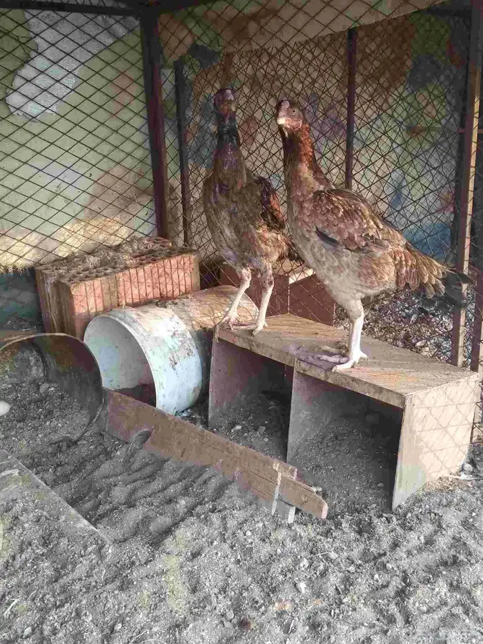 دجاج باكستاني سندي 6