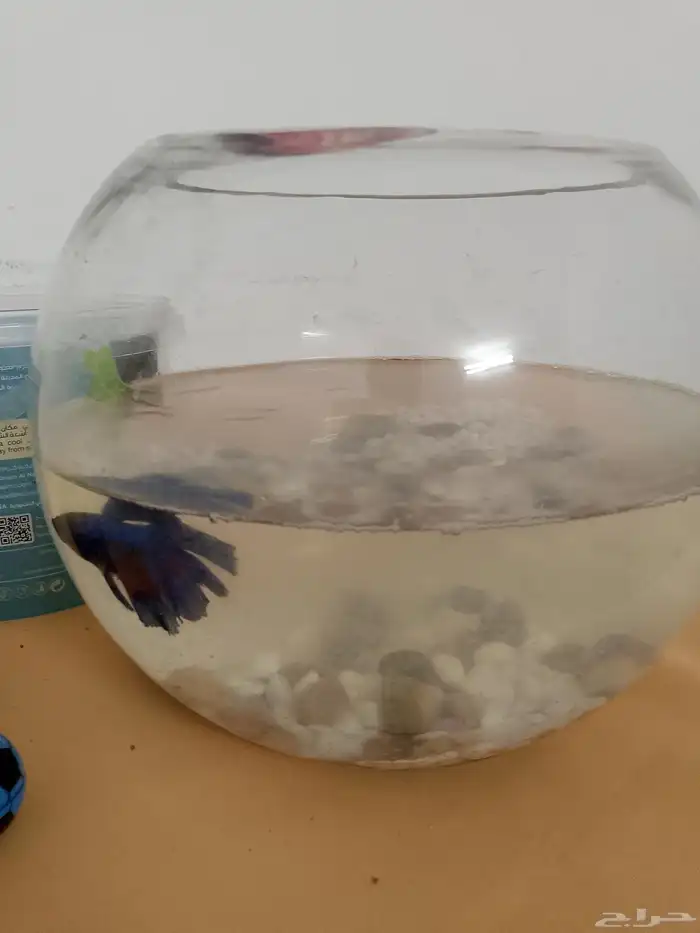 سمك زينه مع الحوض والاكل 3