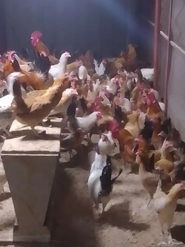 دجاج بلدي بياض 0