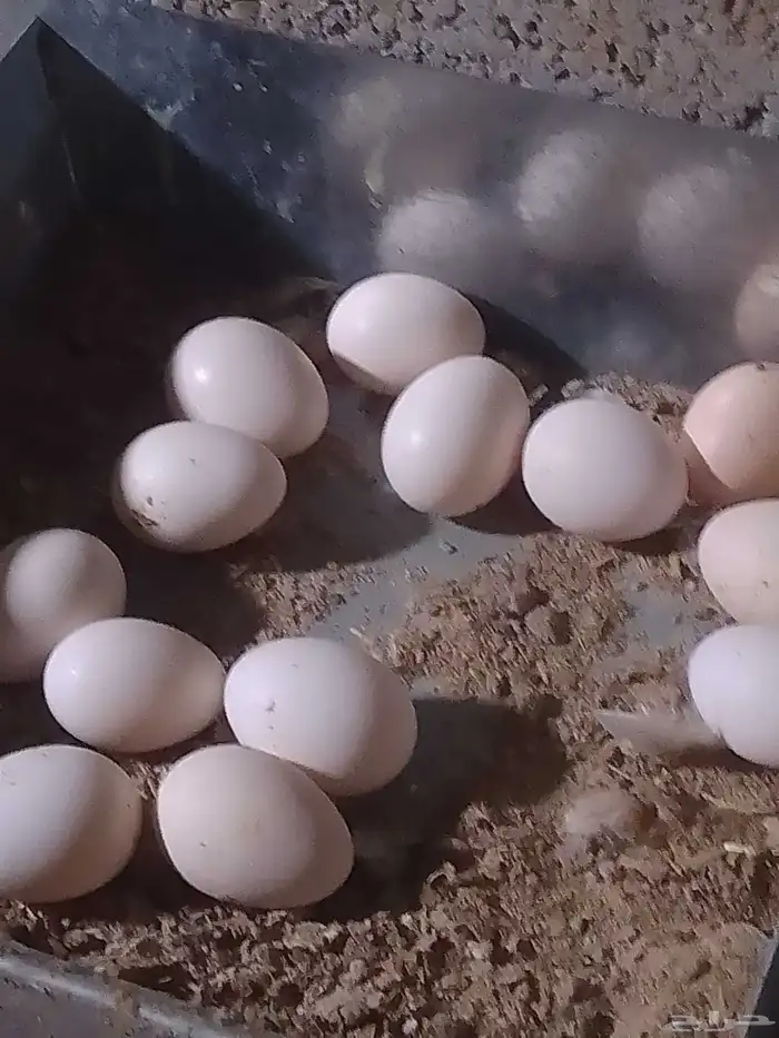 دجاج بلدي بياض 2