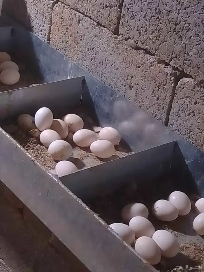 دجاج بلدي بياض 4