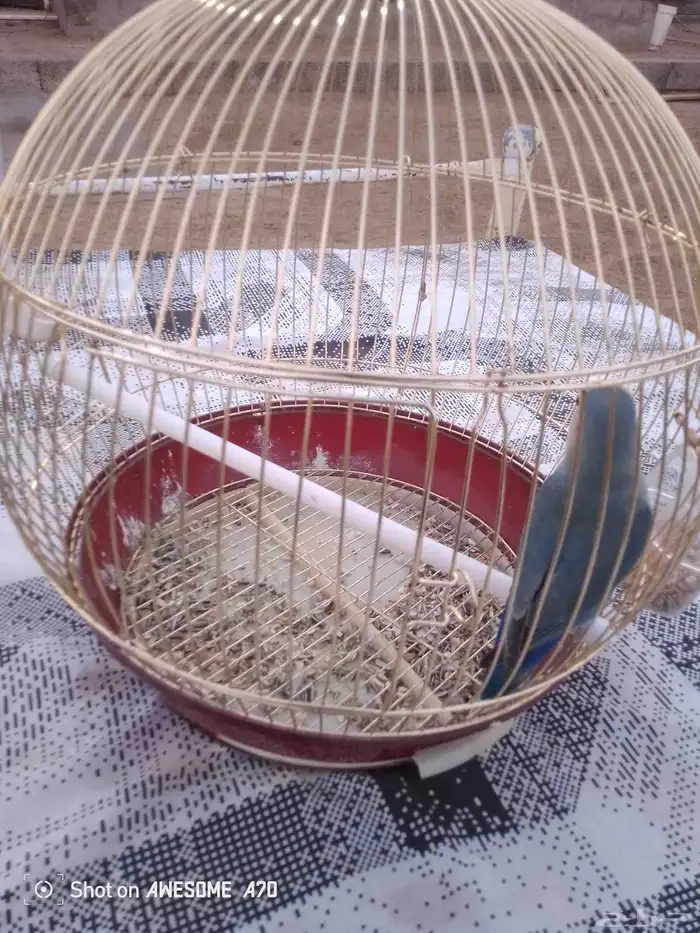 طير روز اليف جدا  جدا  جدا  يطلع معك اي مكان ما يهرب 3