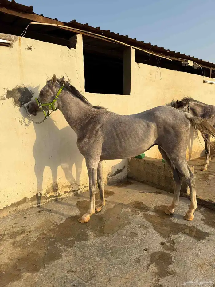 للبيع فرس و مهرين 5