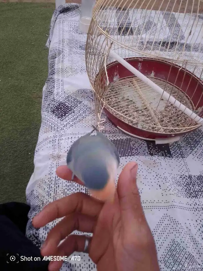 طير روز اليف جدا  جدا  جدا  يطلع معك اي مكان ما يهرب 1