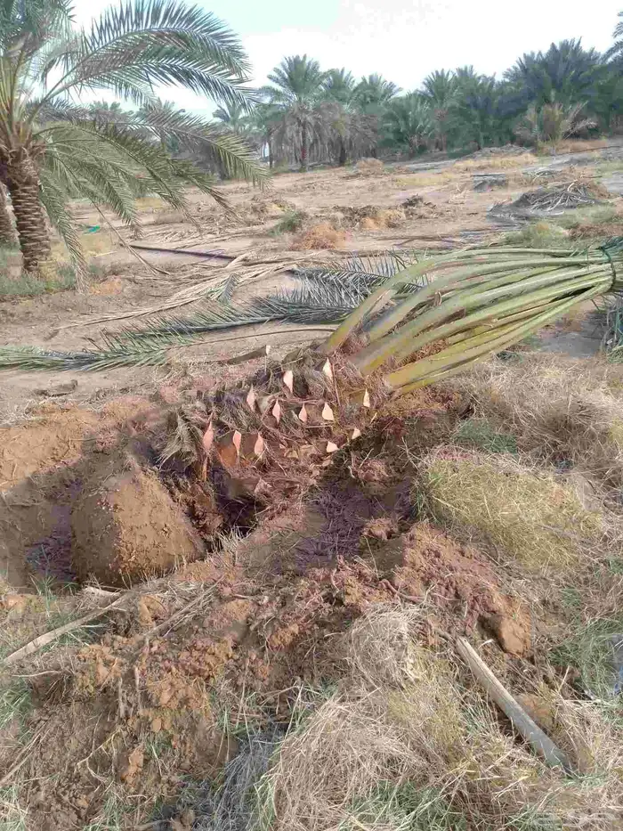نخيل برحي وصقعي واخلاص وصفري ونبوت سيف للبيع بجميع المقاسات 0