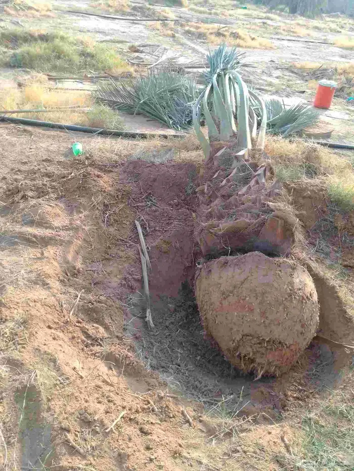 نخيل برحي وصقعي واخلاص وصفري ونبوت سيف للبيع بجميع المقاسات 1