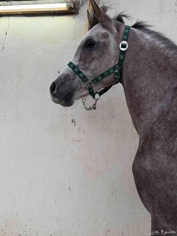 للبيع فرس و مهرين 8