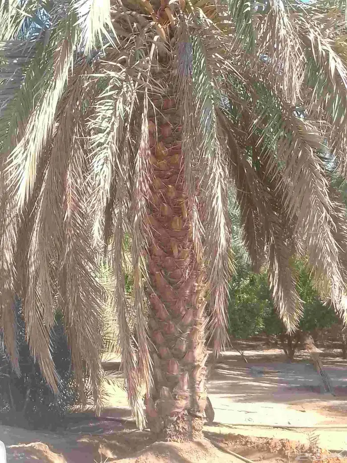 نخيل برحي وصقعي واخلاص وصفري ونبوت سيف للبيع بجميع المقاسات 3