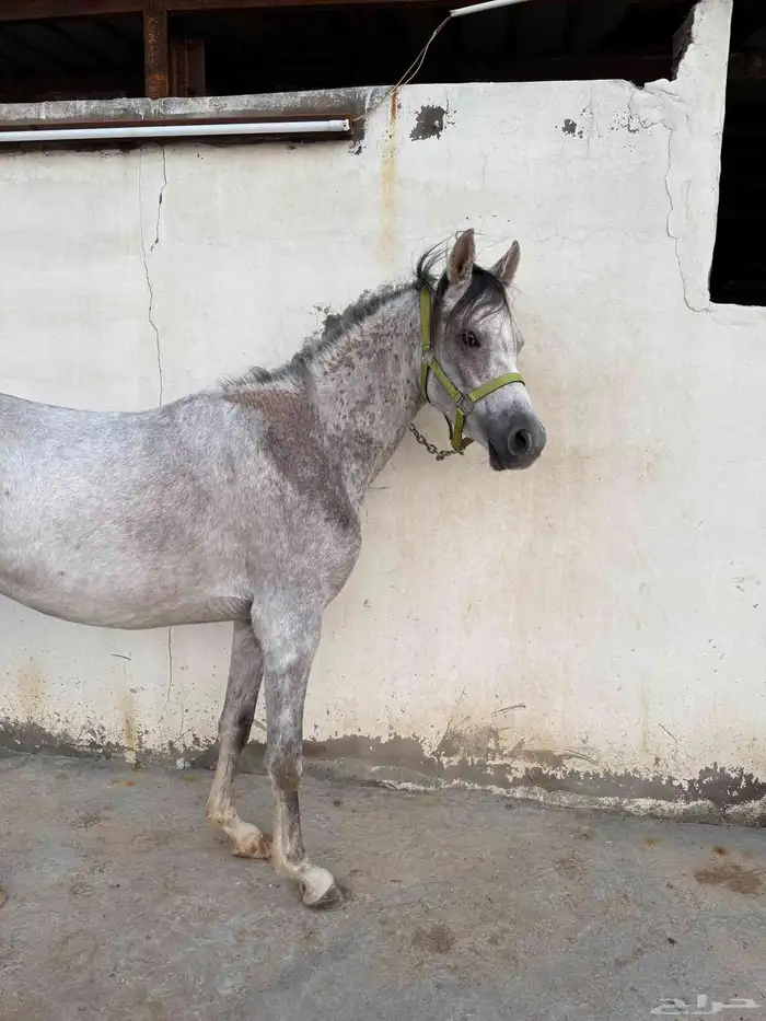 للبيع فرس و مهرين 4