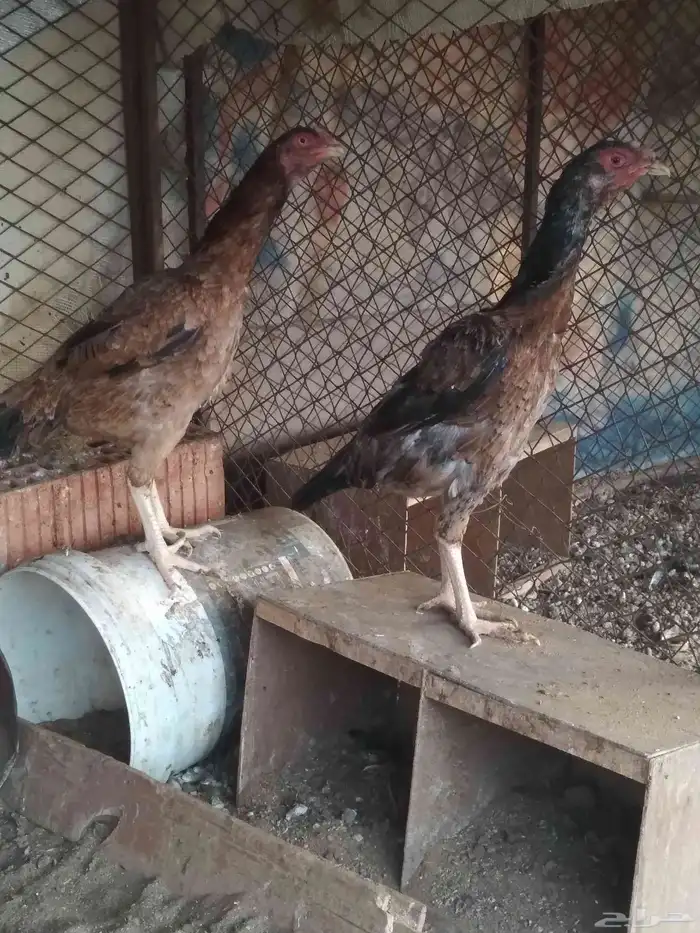 دجاج باكستاني سندي 1