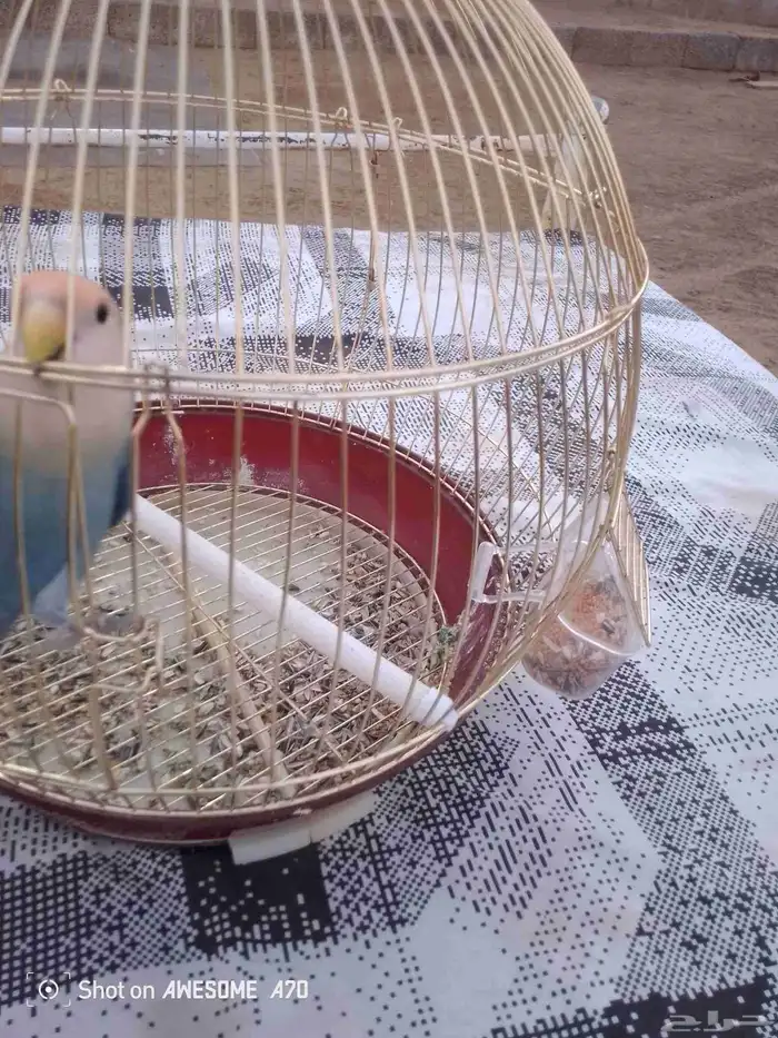 طير روز اليف جدا  جدا  جدا  يطلع معك اي مكان ما يهرب 0