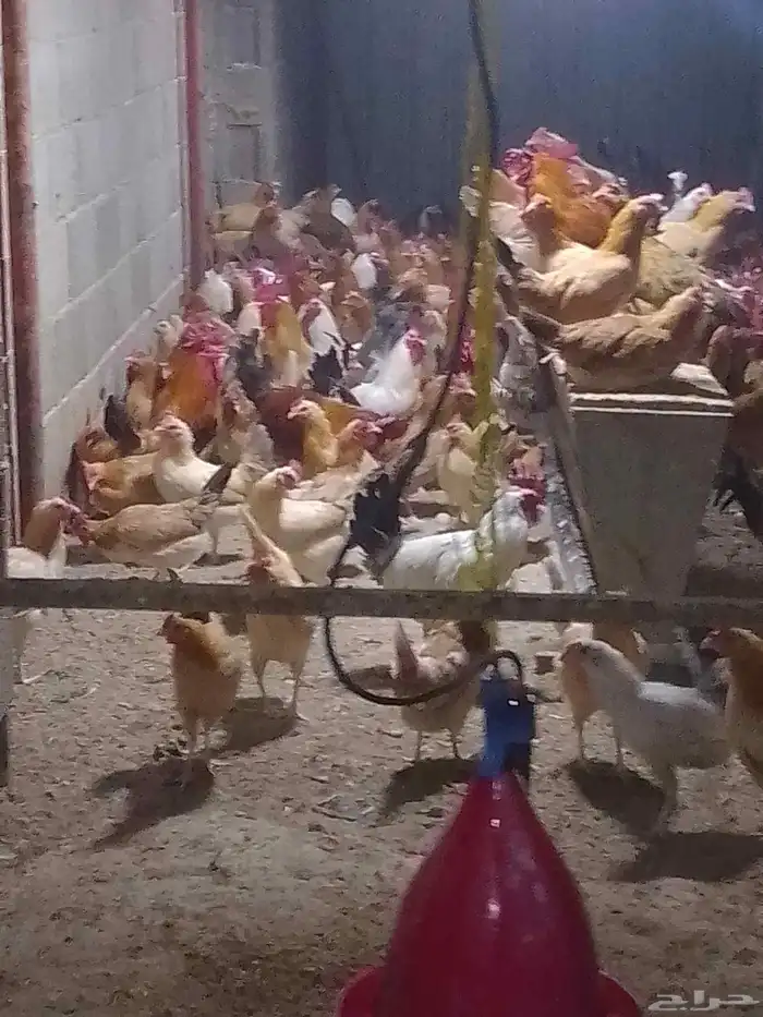 دجاج بلدي بياض 1