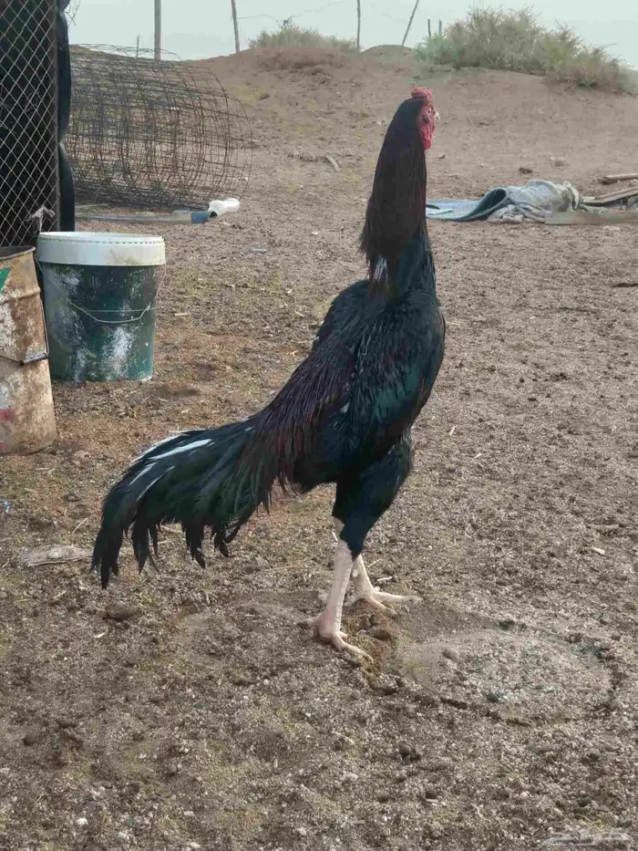 دجاج باكستاني سندي 5