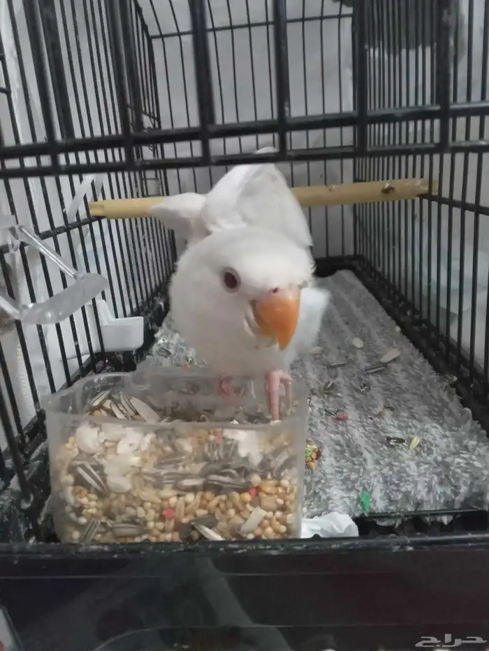 فرخ روز أليف نهاية غر 2