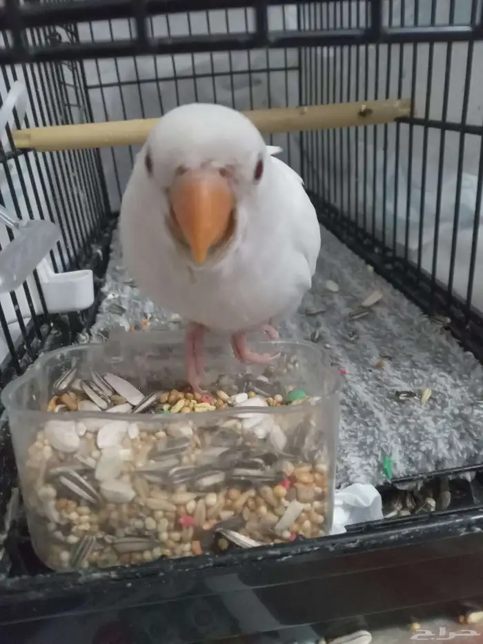 فرخ روز أليف نهاية غر 3