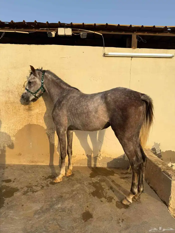 للبيع فرس و مهرين 6