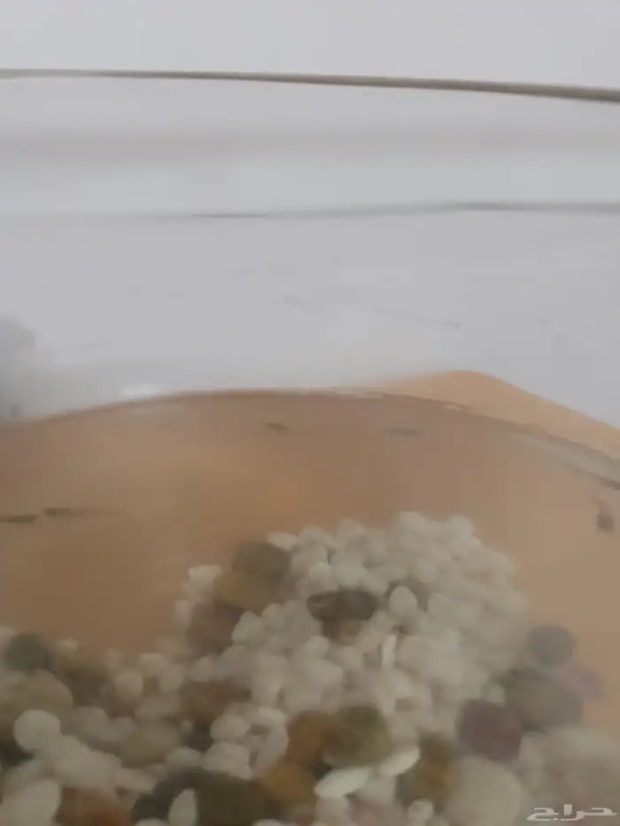 سمك زينه مع الحوض والاكل 0