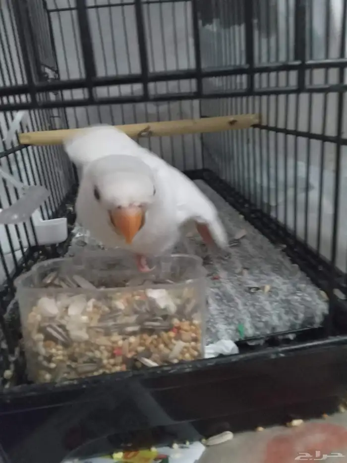 فرخ روز أليف نهاية غر 1