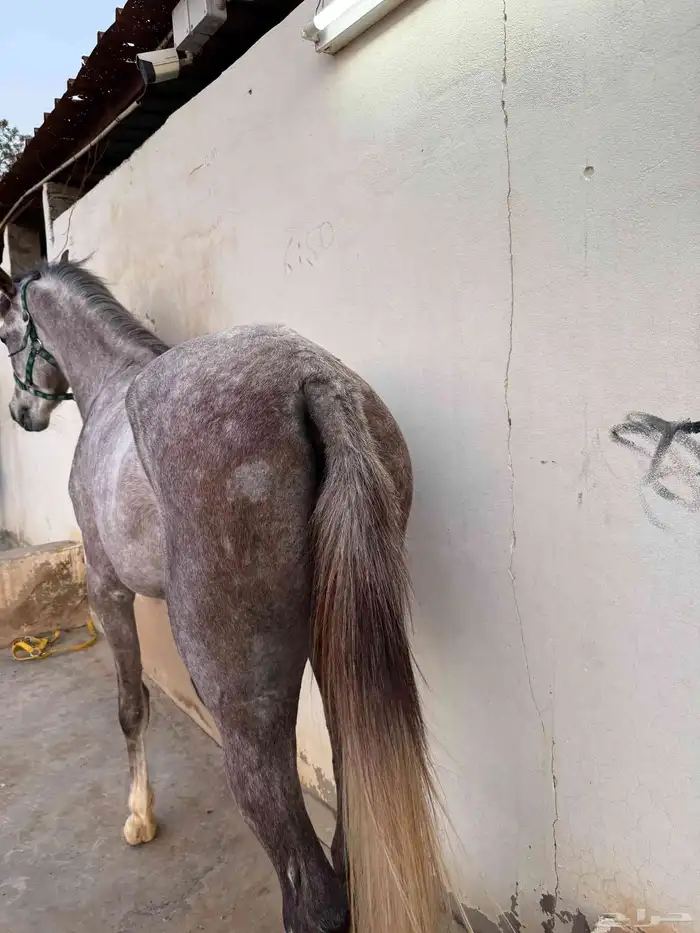 للبيع فرس و مهرين 9