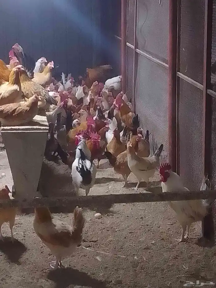 دجاج بلدي بياض 3