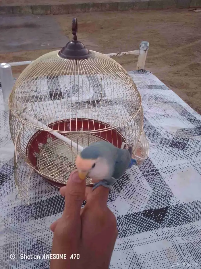 طير روز اليف جدا  جدا  جدا  يطلع معك اي مكان ما يهرب 2