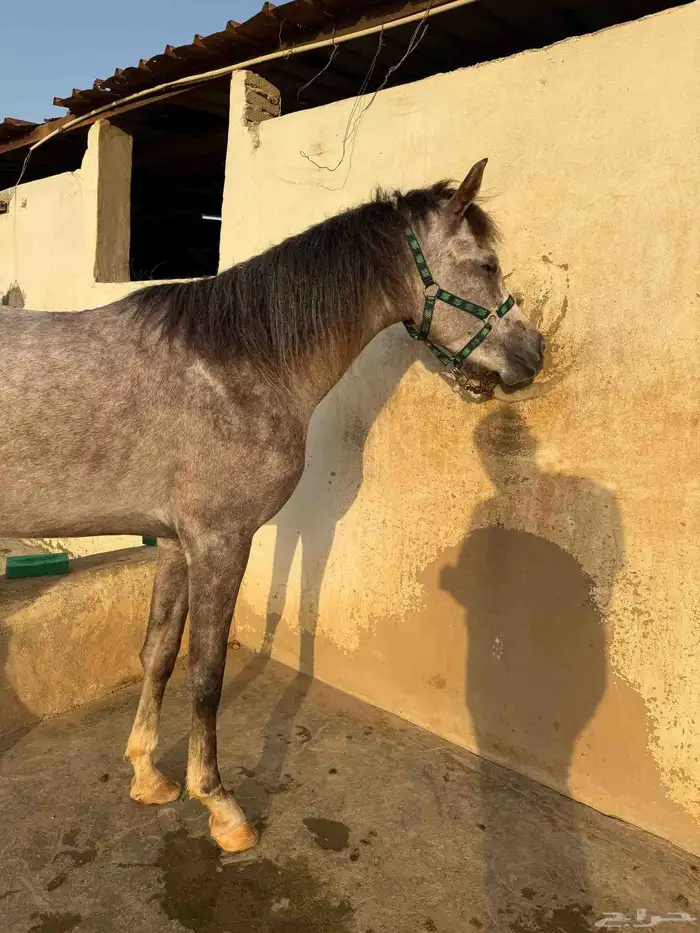 للبيع فرس و مهرين 7