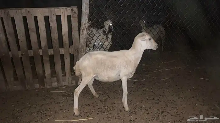 رخله عشار العمر 7 اشهر 0