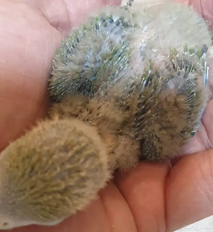 فروخ روز غر محجله مع مرفقات 2