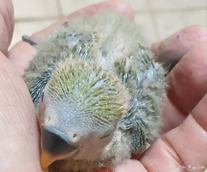 فروخ روز غر محجله مع مرفقات 3