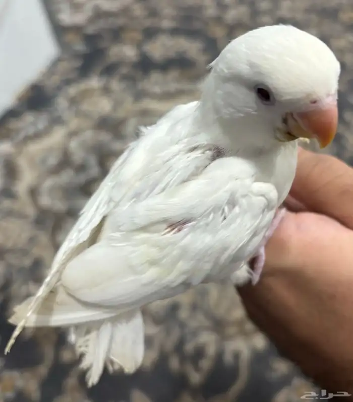 فرخ روز البينو 0