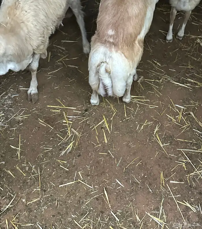 رفيديات جذعان مرآبي 71