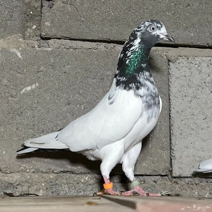 حمام باكستاني 23