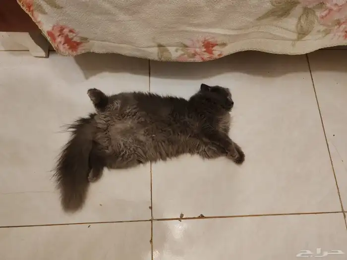 قطة سكوتش انثى تبني 2