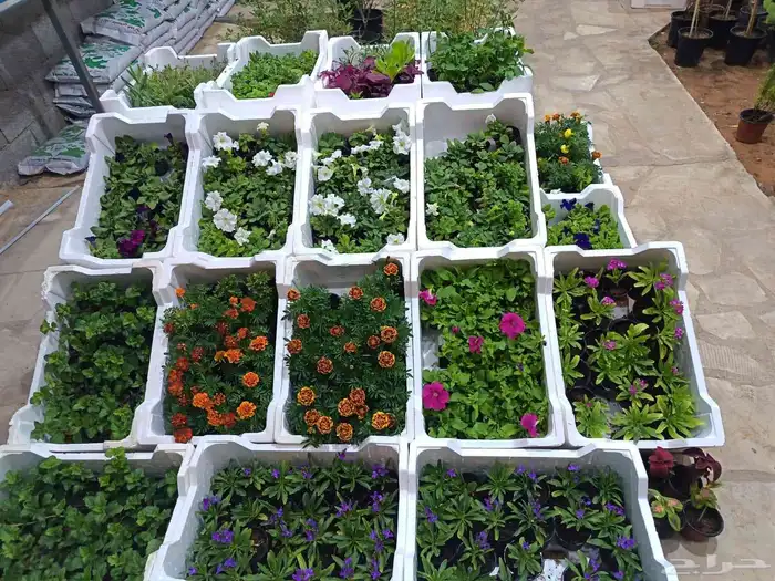 منسق حدائق وتركيب جميع شبكات الري العادي والاتمتك والدكور 15