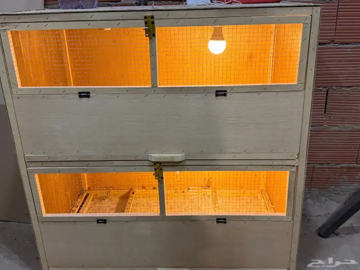 حضانه صوص دجاج 1