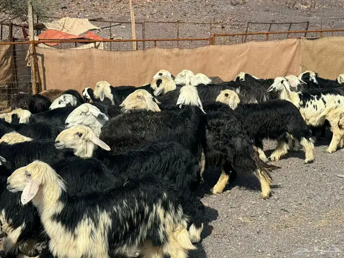 رخال نجد وضأن فاخره 0