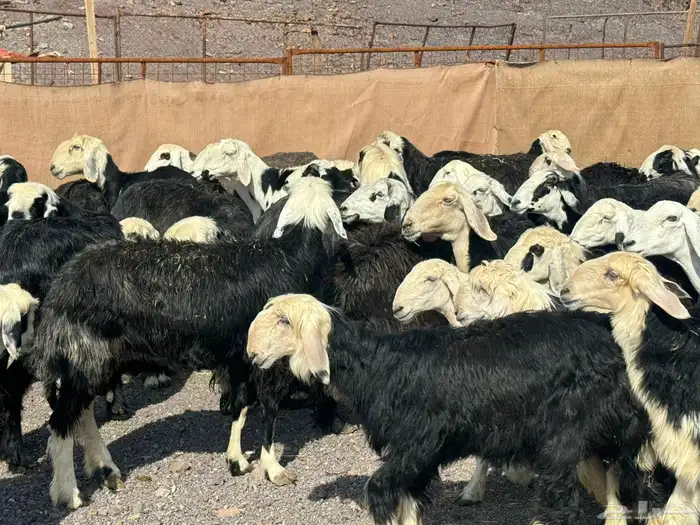 رخال نجد وضأن فاخره 1