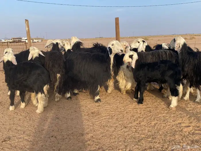 مراح غنم نجد للبيع 5