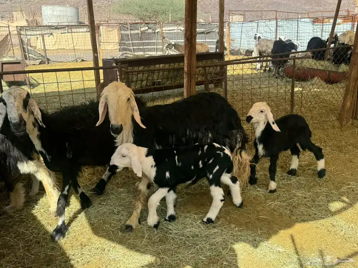 رخال نجد وضأن فاخره 3